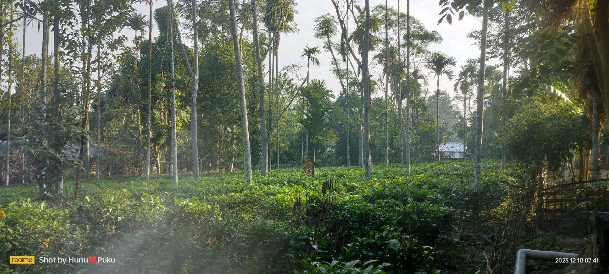 Tranquil Bambusic Bliss Villa Kaziranga Exterior photo